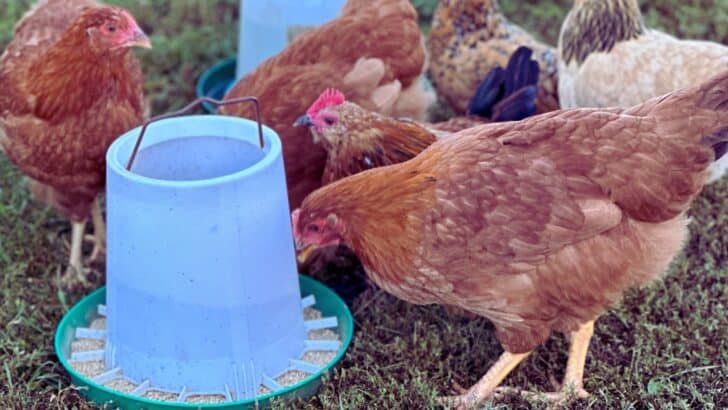 Chickens eating feed in a yard