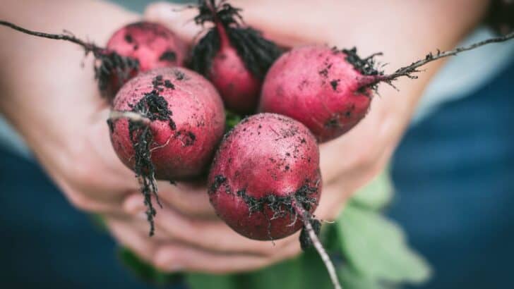 A bunch of radishes in hands