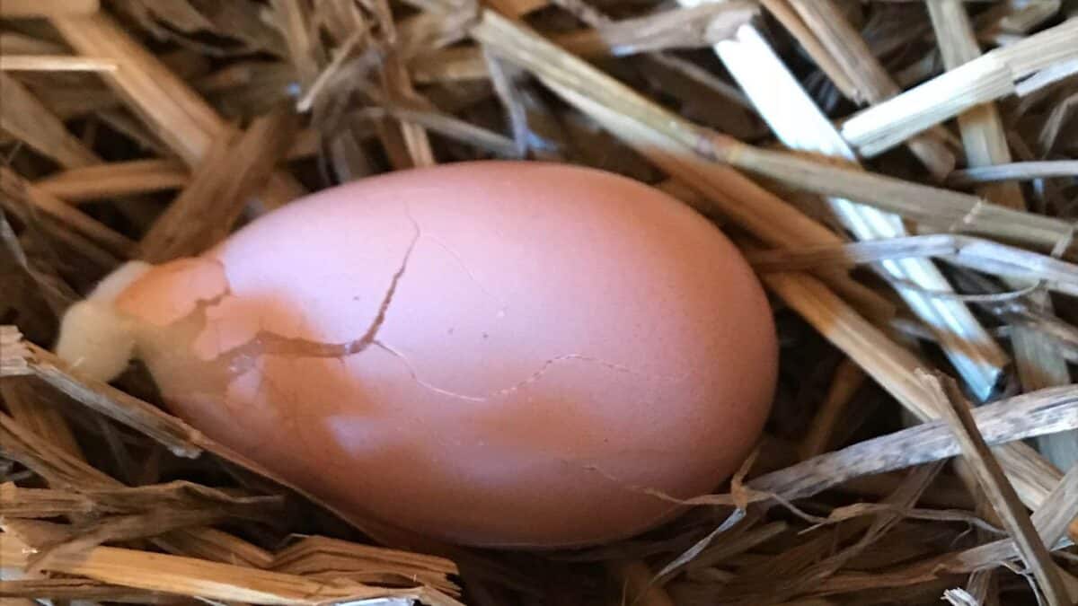 How To Keep Chicken Eggs From Freezing: Winter Care Tips For Your Flock ...