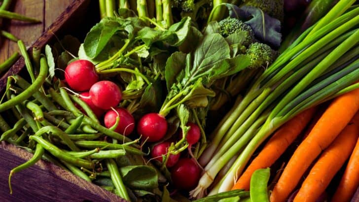 Freshly harvested vegetables ready to be weighed and logged in the garden planner harvest log