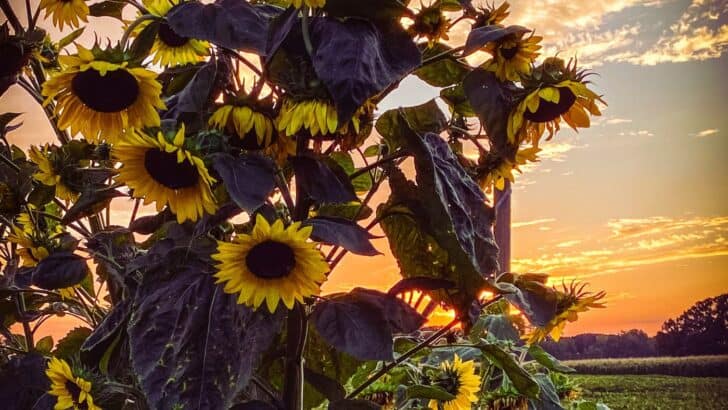 Beautiful sunset over the garden