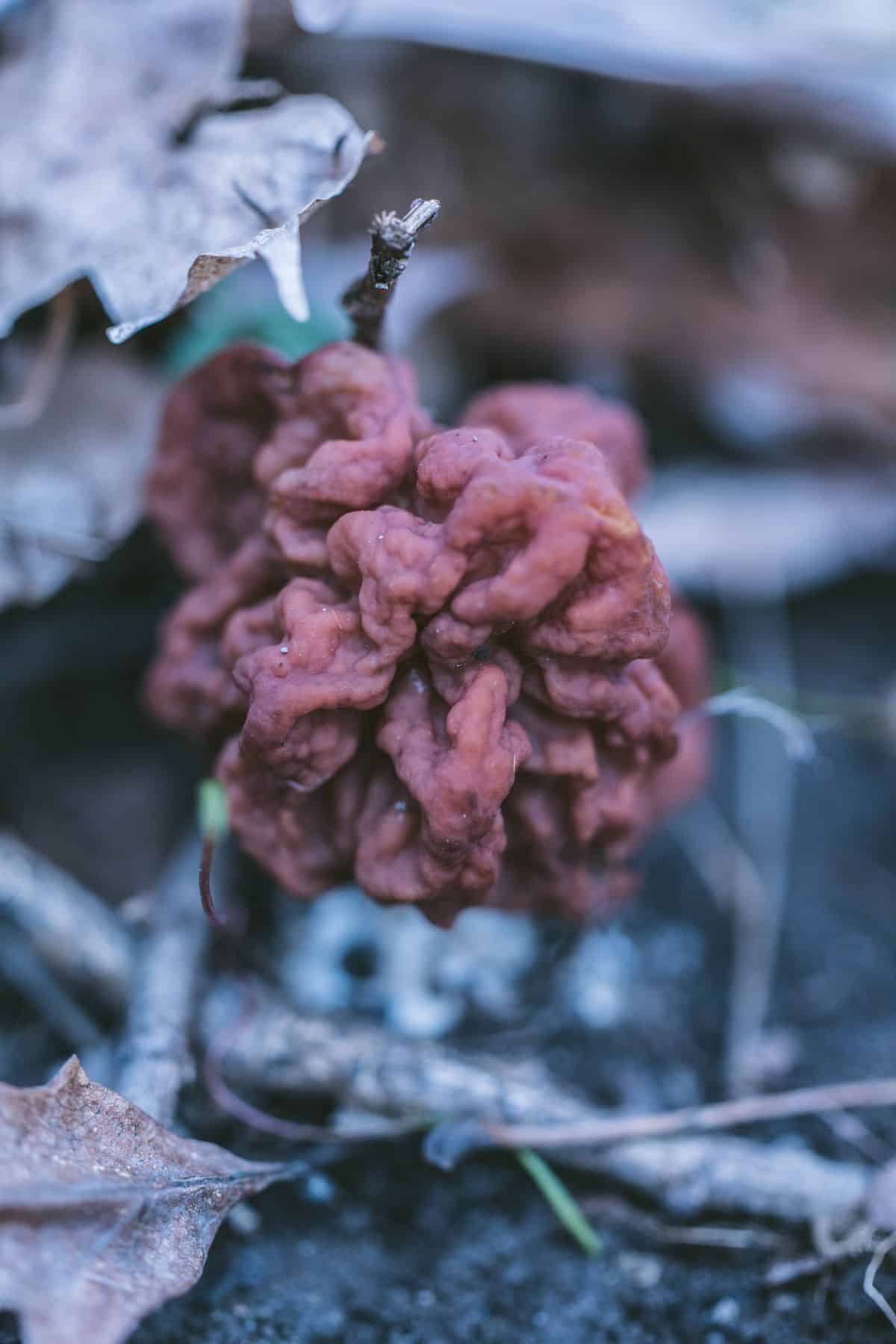 false morel mushroom gyromitra brain-like appearance