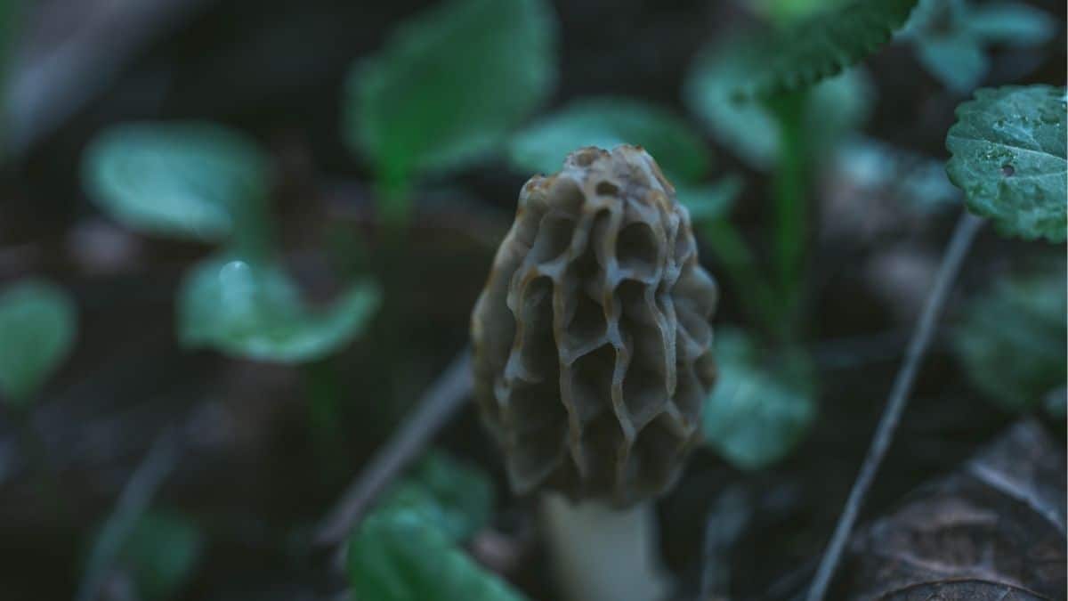 foraging for morels in spring forest floor wild morel mushrooms growing among leaves