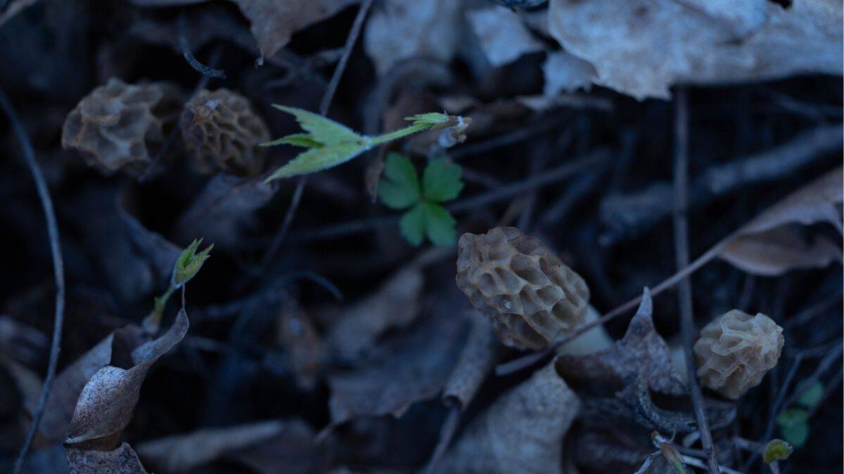 morel mushrooms blending into leaf litter hard to spot in forest