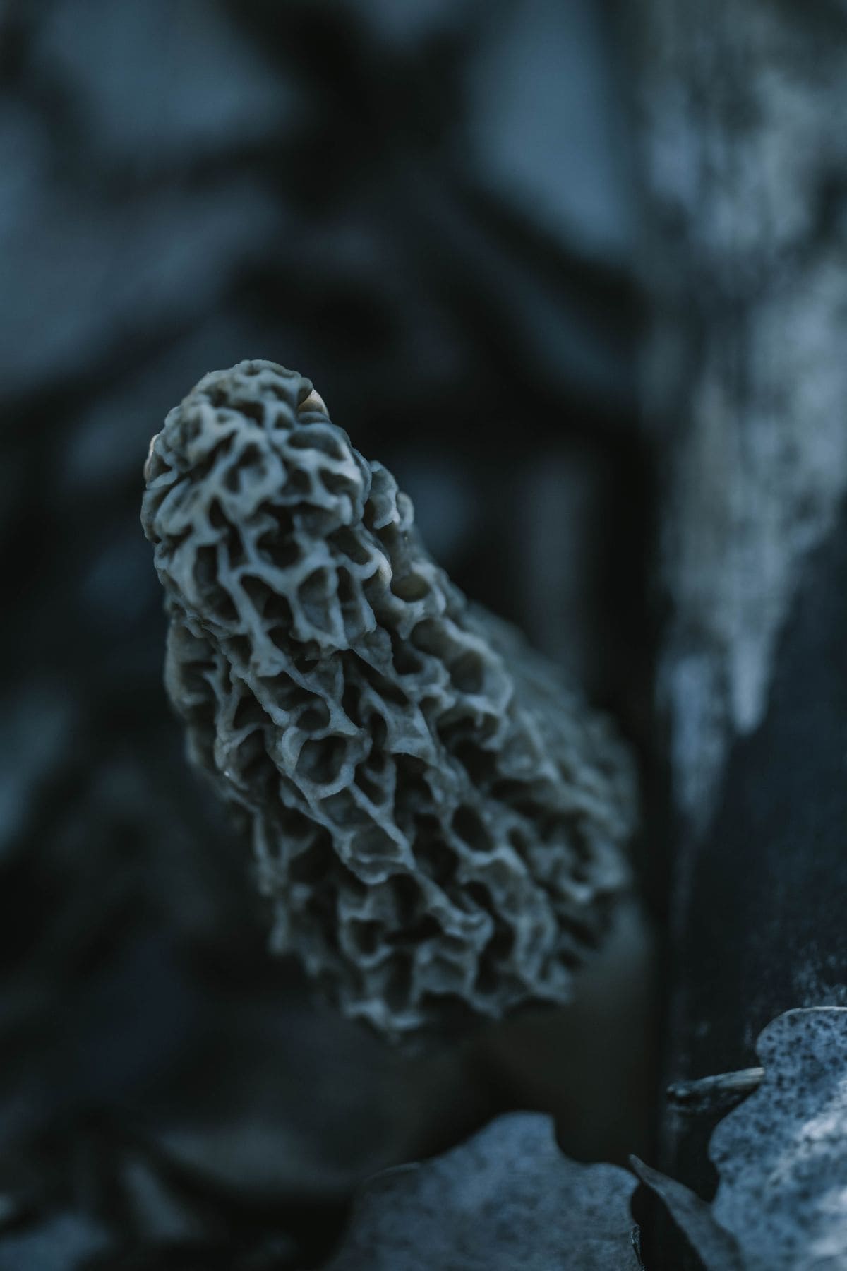 close up of morel mushroom honeycomb cap texture