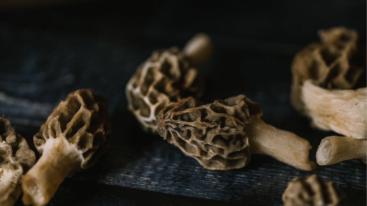 freshly harvested morel mushrooms ready to cook