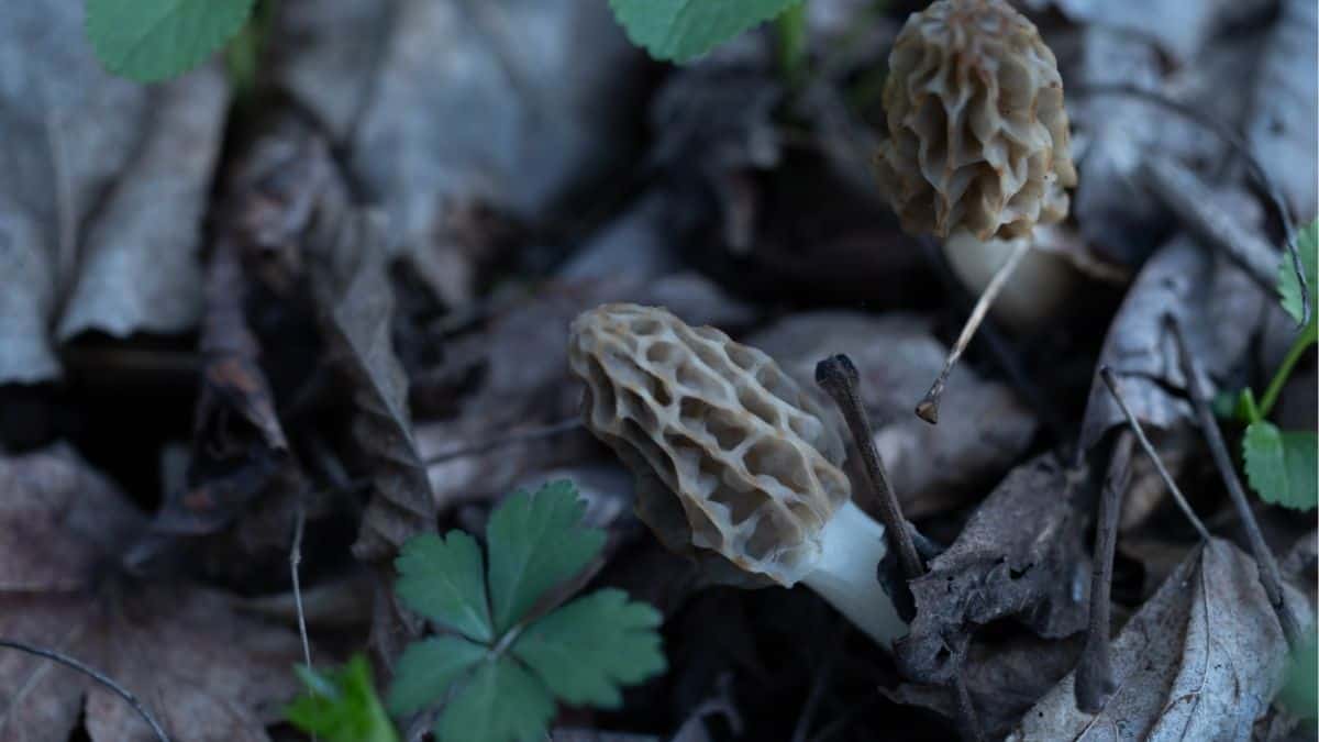 morel mushrooms growing near forest floor under deciduous trees