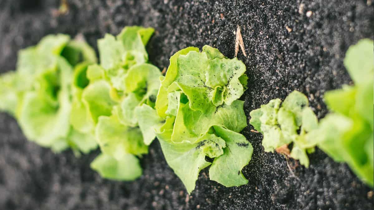Close-up of young lettuce plants growing in dark soil, perfect for early spring gardens.