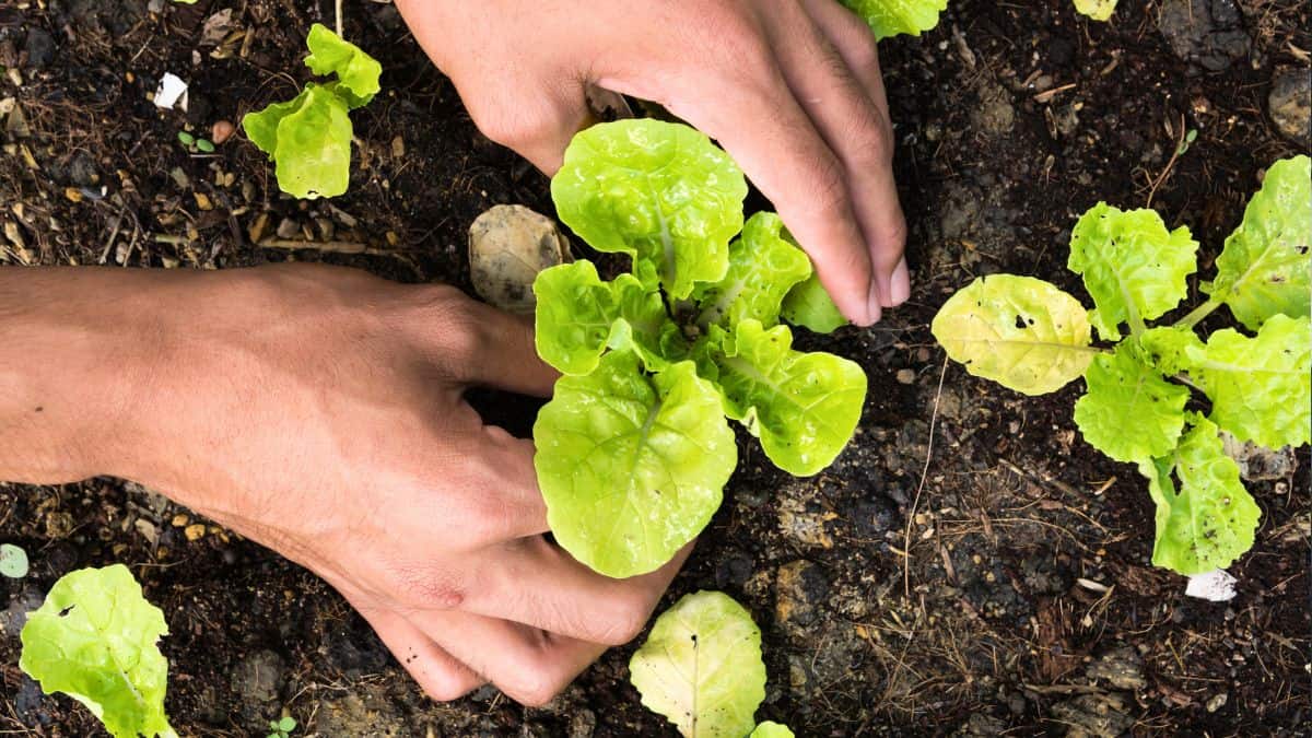 Hands planting young lettuce seedlings into rich garden soil during early spring gardening.