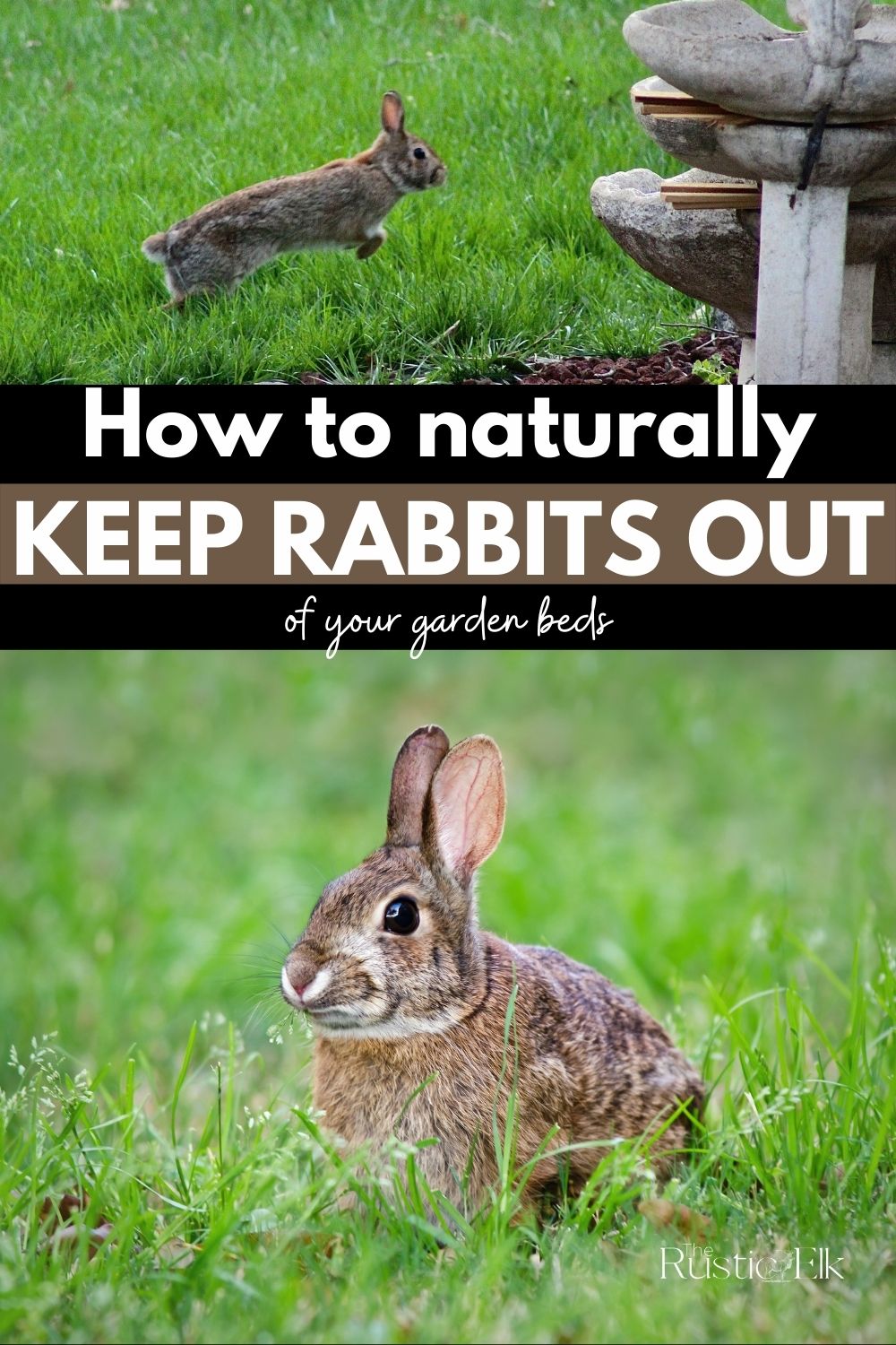 How To Naturally Repel Rabbits From Your Garden • The Rustic Elk