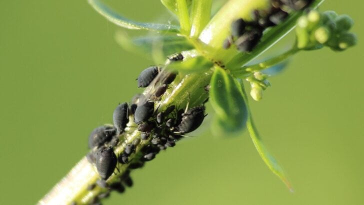 Macro image of aphids on plant stem
