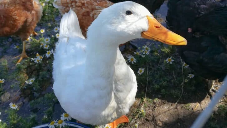 Duck with chickens