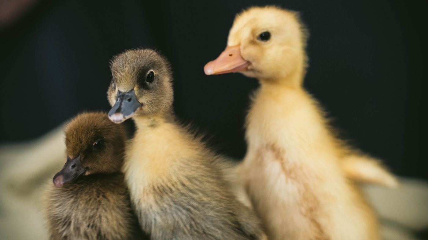 12 Things You Need To Know About Caring For Ducklings • The Rustic Elk