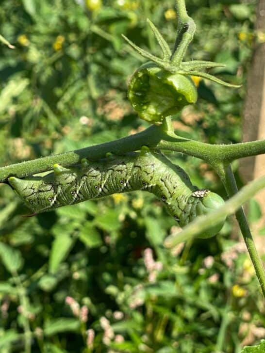 A tomato hornworm on a branch with a half-eaten tomato