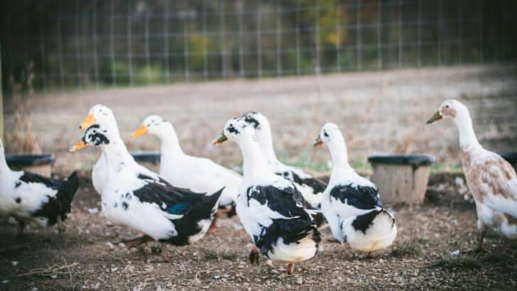 A flock of ducks