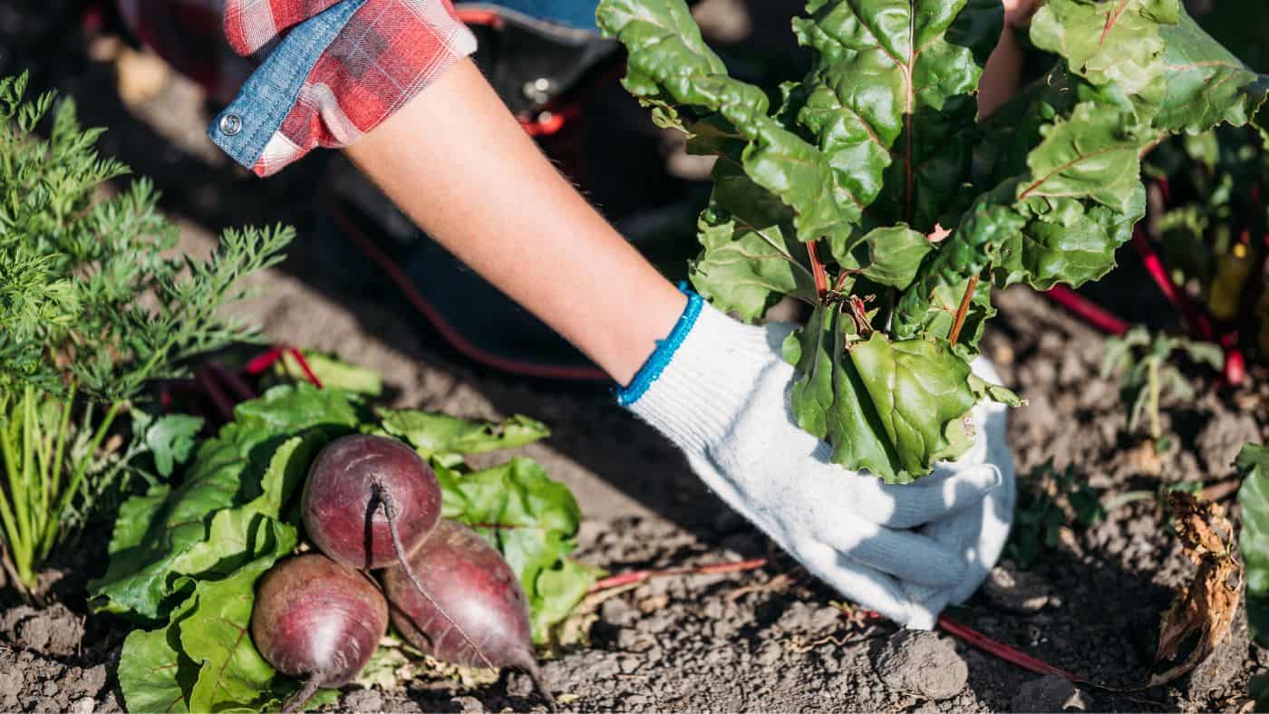 10 Essential Crops For A Self Sufficient Garden | The Rustic Elk