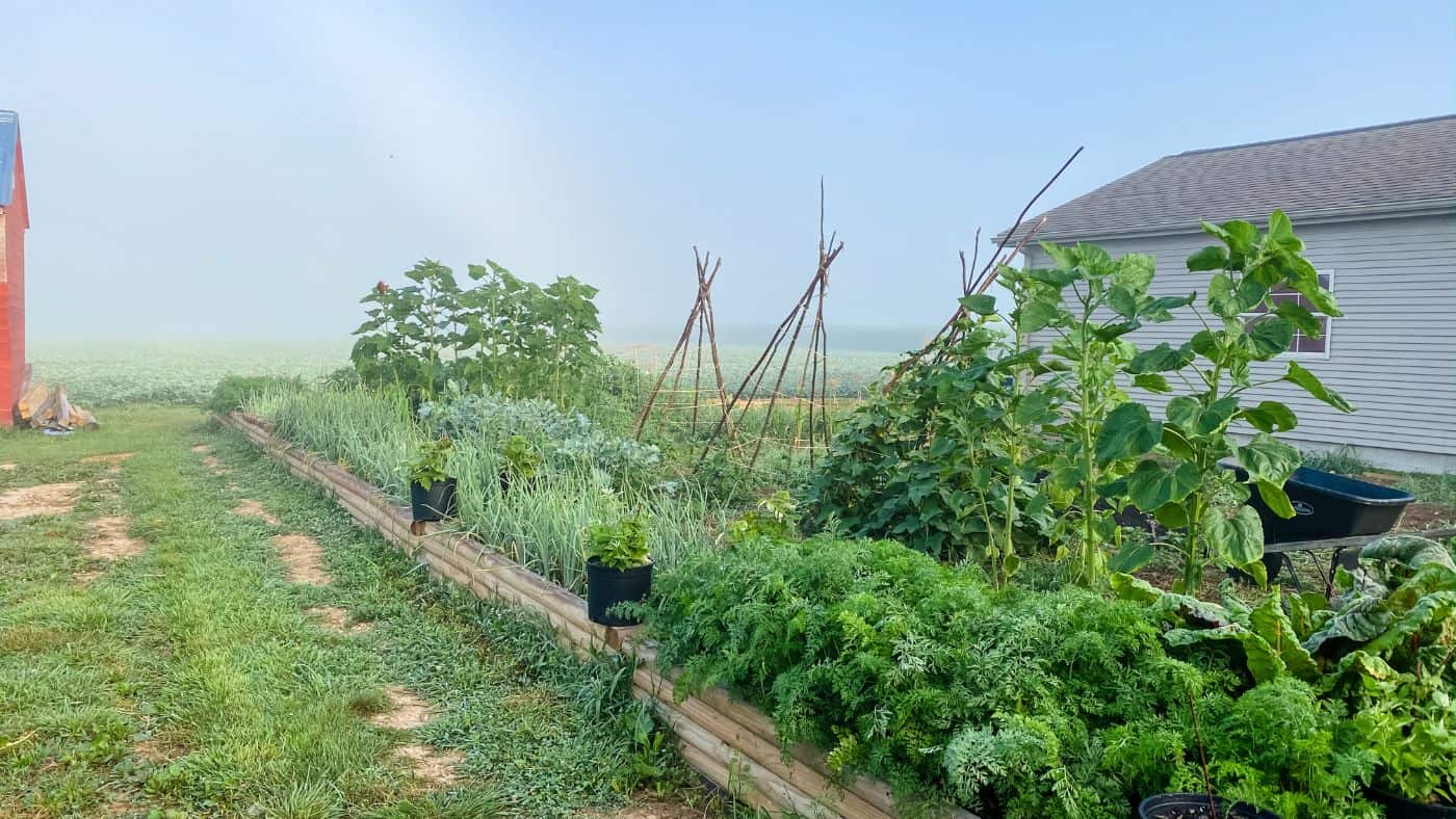 150 Homesteading Skills For The Modern Homesteader | The Rustic Elk