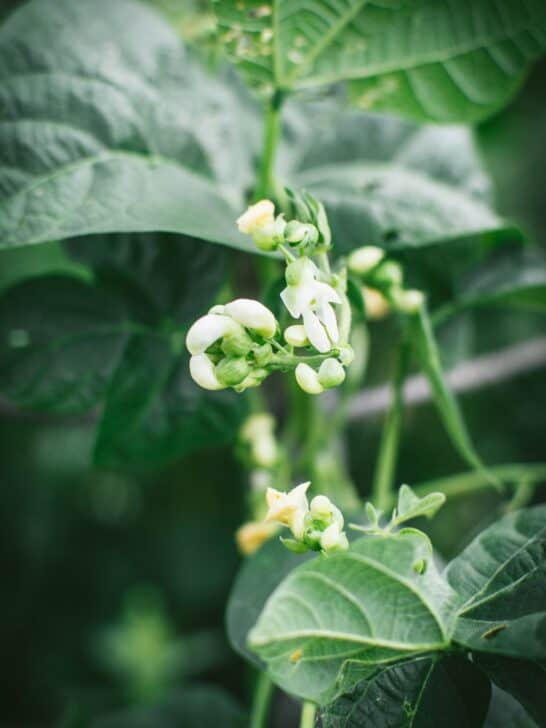 Flowered bean plant