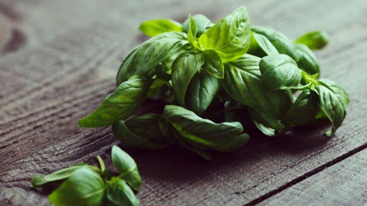 Basil is pictured here and is a great herb for cooking