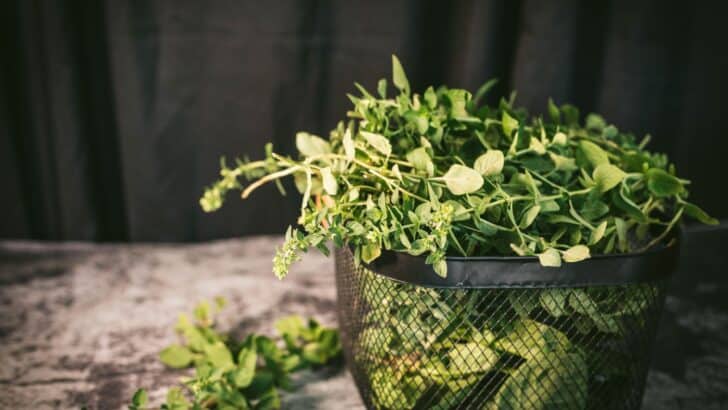Oregano in a basket