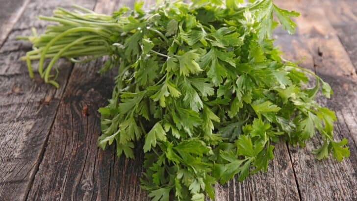 Parsley is piled up on a table