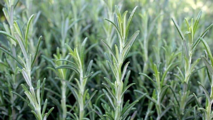 Rosemary growing in a garden