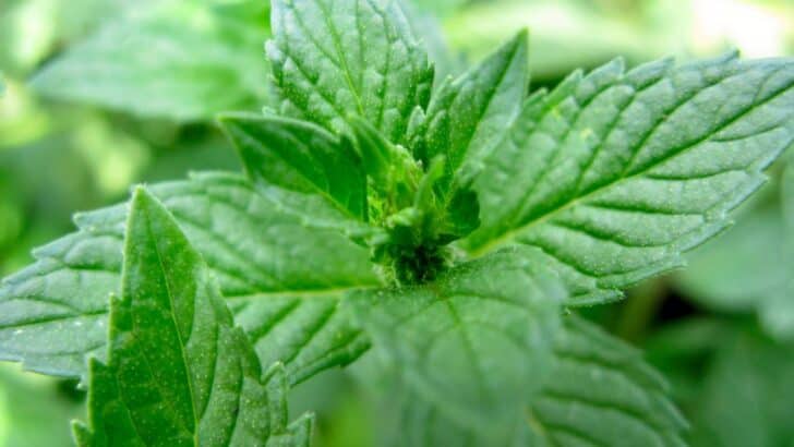 Mint growing in a garden