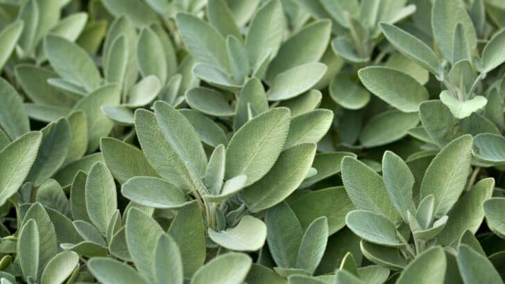 Sage growing in garden