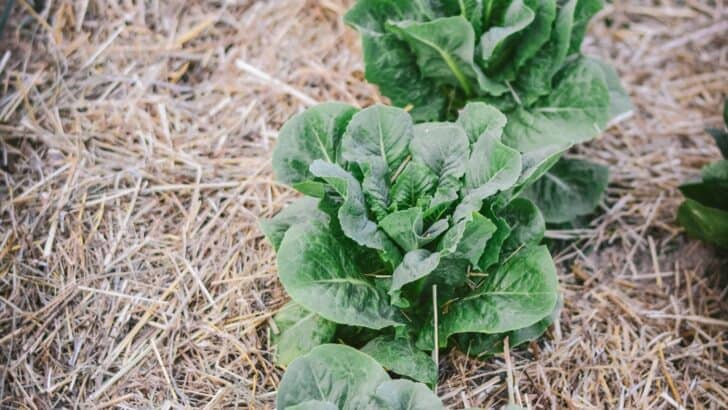 Leaf lettuce growing in a garden
