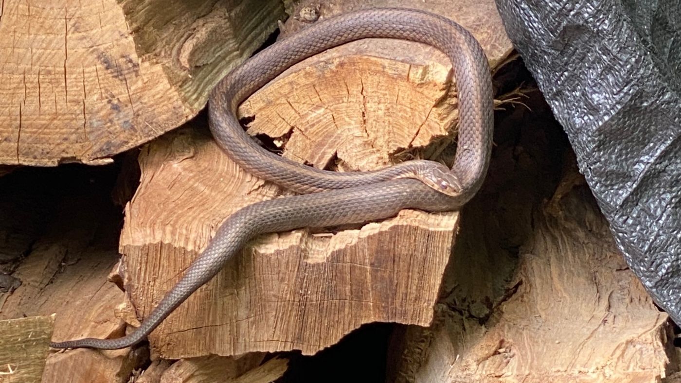 10 Natural Snake Repellent Ideas That Actually Work • The Rustic Elk