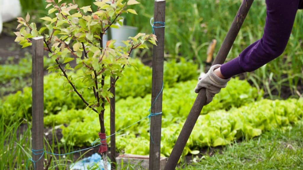 Ultimate Guide To Planting Trees In The Fall | The Rustic Elk
