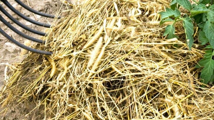 Adding straw for mulch to the garden