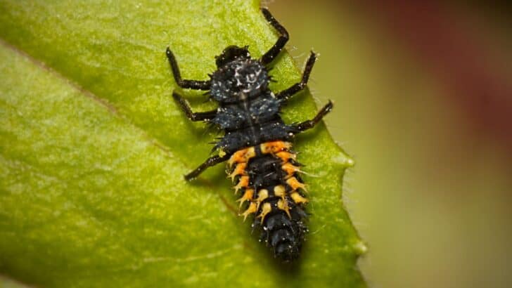 Ladybug larvae