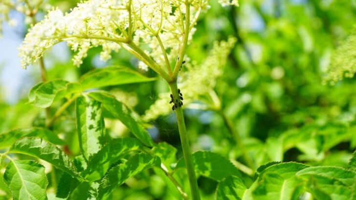 Aphids on plant