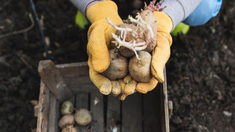 10 Essential Crops For A Self Sufficient Garden | The Rustic Elk