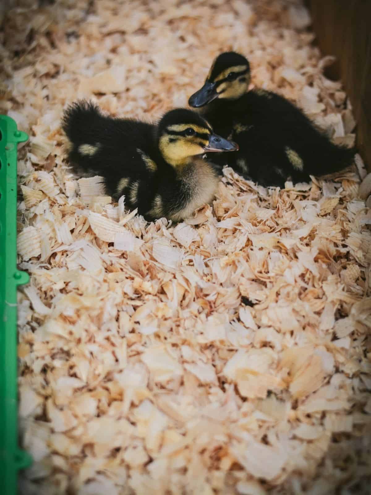 12 Things You Need To Know About Caring For Ducklings • The Rustic picture