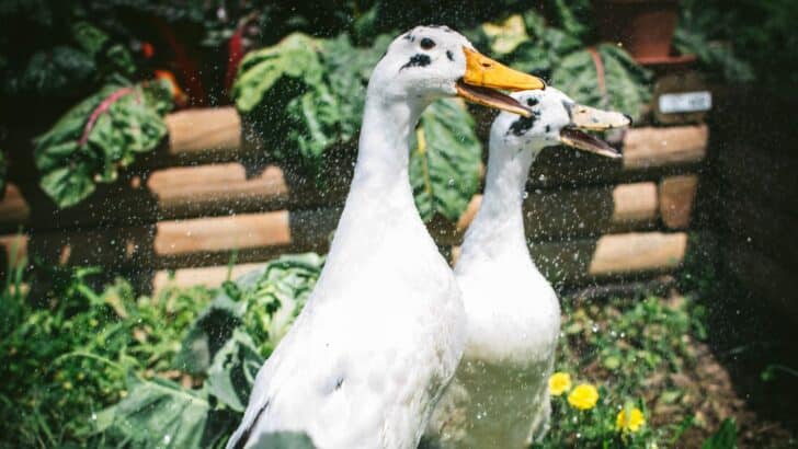 Ducks, wild and domestic, eat a variety of foods like the insects found in this garden.