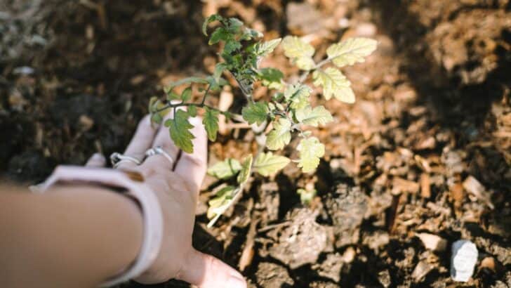 Transplanting a tomato plant into the garden
