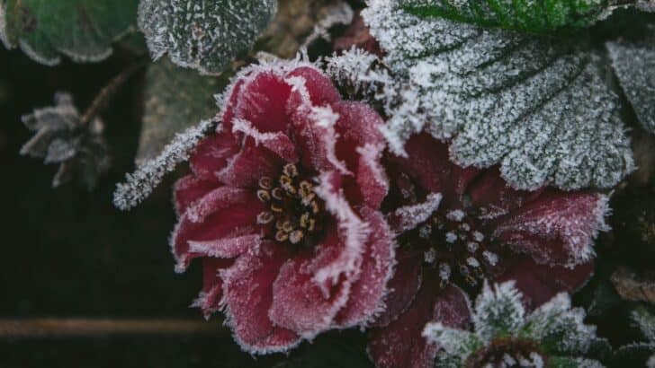 Strawberry bloom with frost crystals all over it
