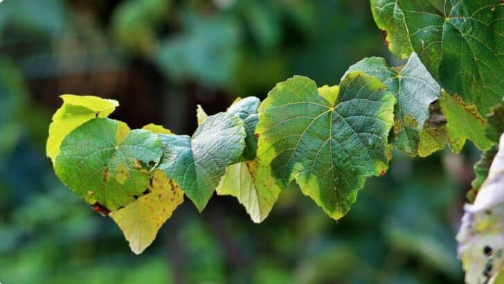 Grape leaves