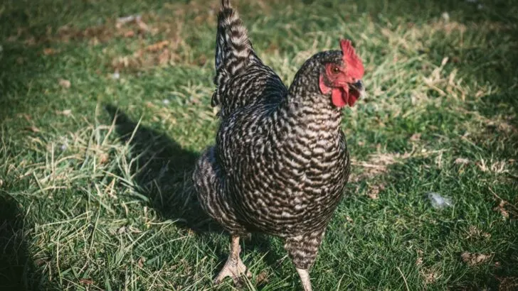 Plymouth barred rock chicken