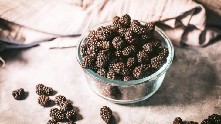 Fresh blackberries for canning sitting on a table.