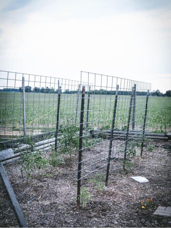 Cattle panels fixed onto steel t posts to make tomato support system.