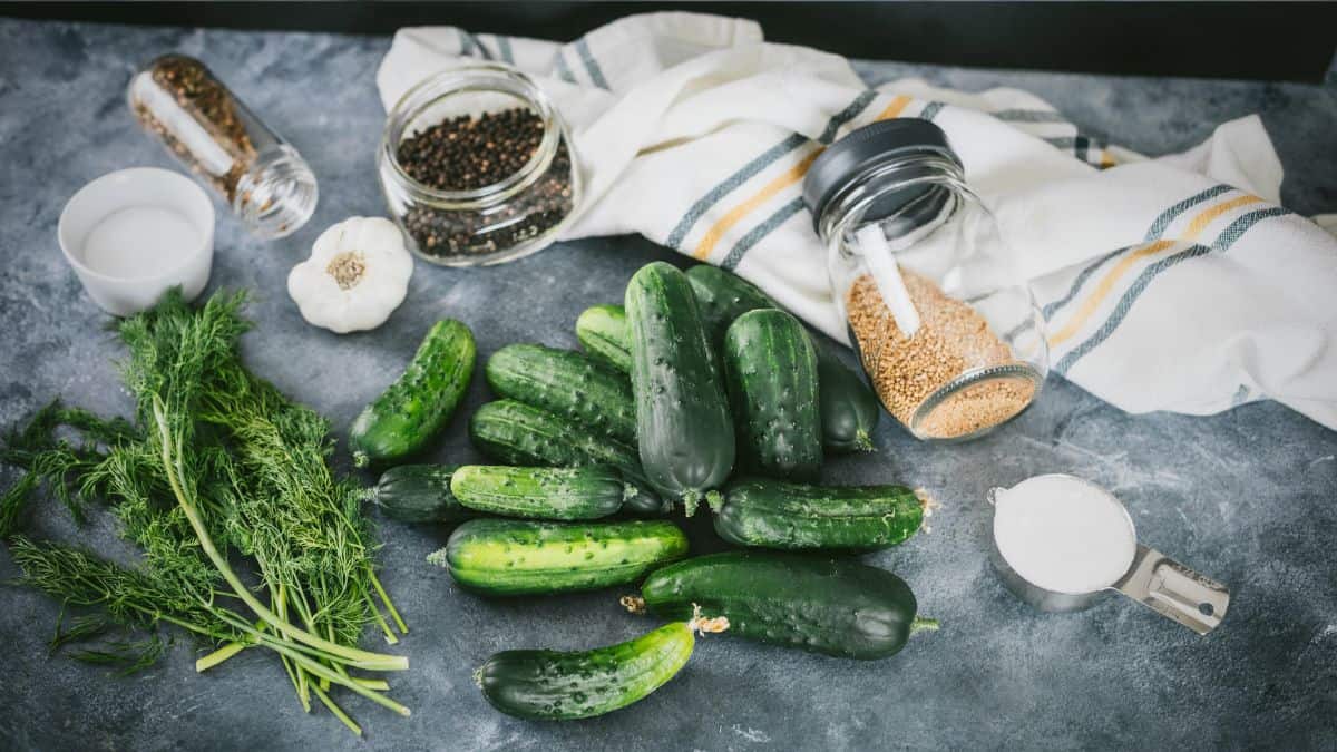 Fresh pickling cucumbers, dill, garlic, spices, and salt laid out on a kitchen counter for homemade dill pickles