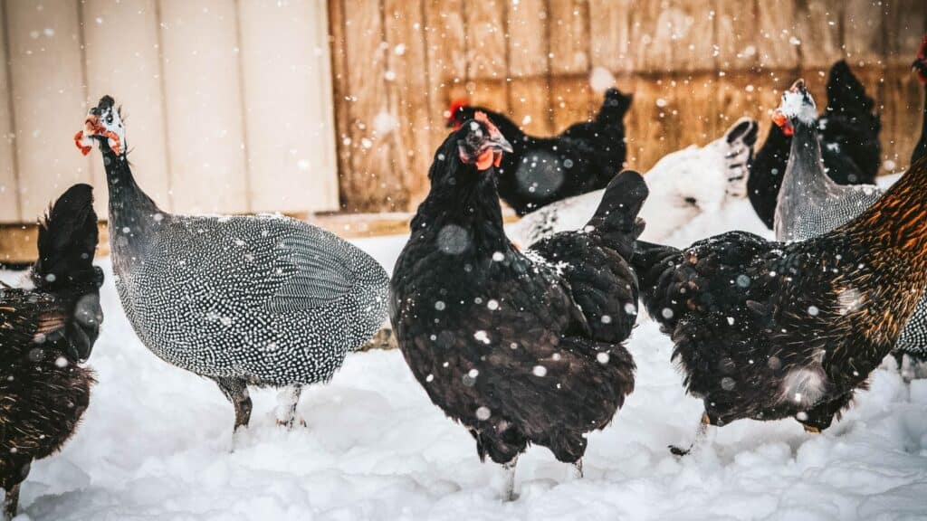 When Do Chickens Start Laying Eggs? | The Rustic Elk