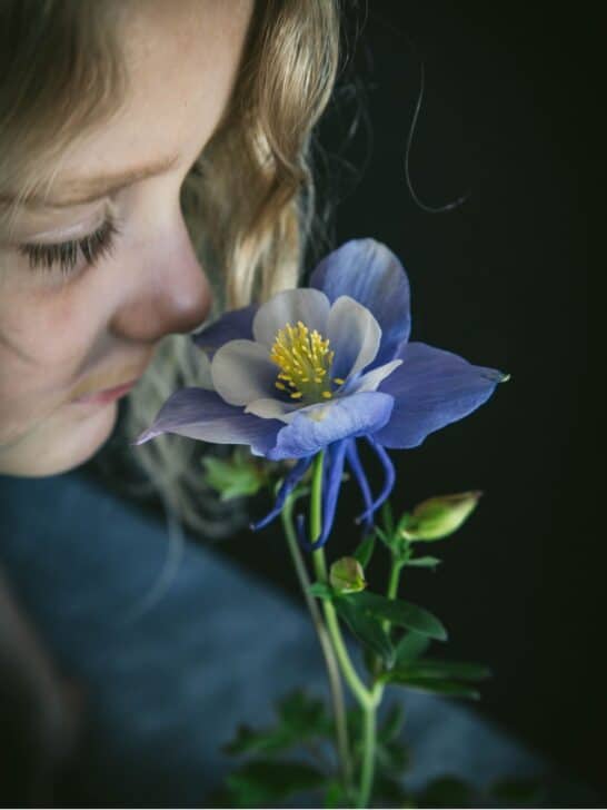 A columbine