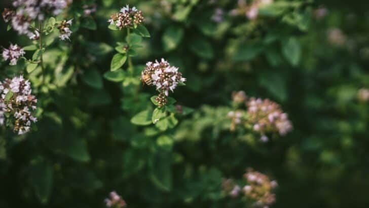 Oregano in bloom with a honey bee on it