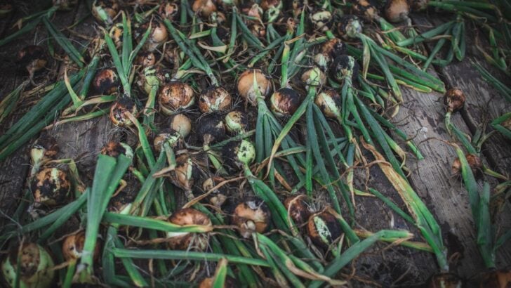 A bunch of harvested onions on a deck