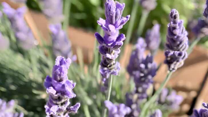 Lavender growing in a garden