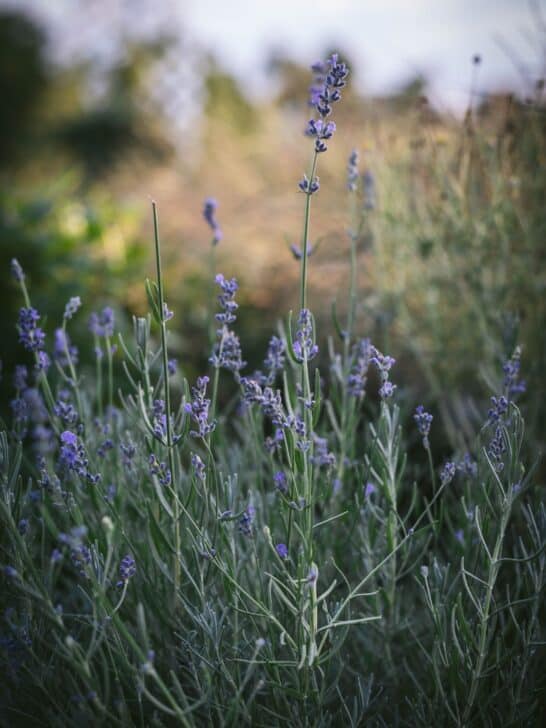 Lavender growing in a border